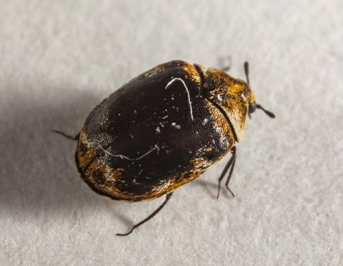 Réf. 296 701 : Anthrenus sp.
