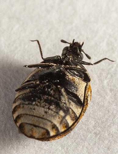 Réf. 296 702 : Anthrenus sp.