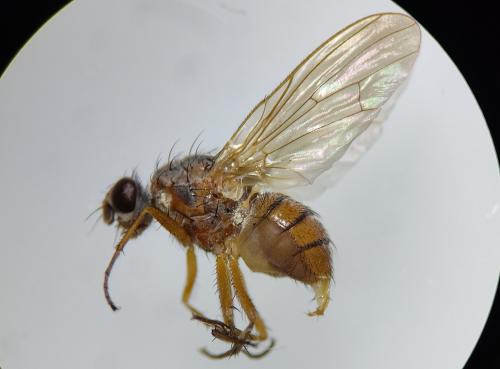 Pegomya testacea