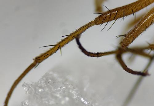 Réf. 296 930 : Pegomya testacea