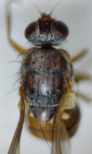 Pegomya testacea
