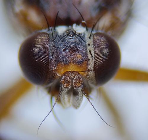 Pegomya testacea