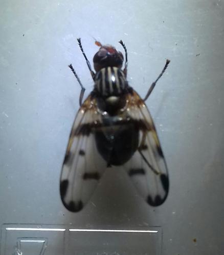Otites porcus