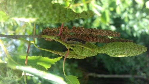 Lymantria dispar