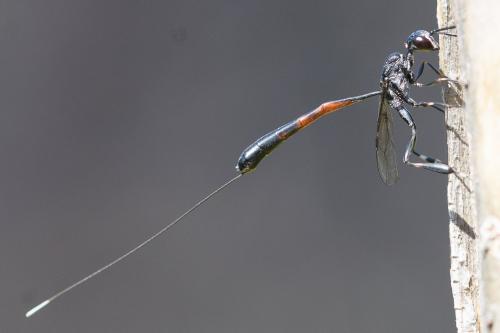Gasteruption caucasicum