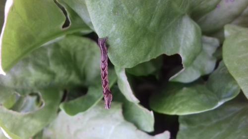 Réf. 296 866 : Timandra comae