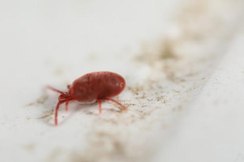 Réf. 296 366 : Allothrombium sp.