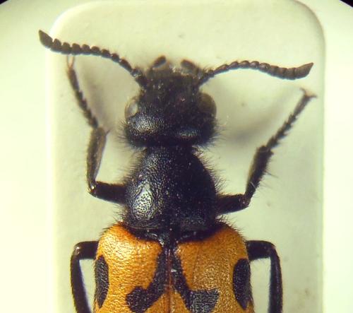 Croscherichia paykulli