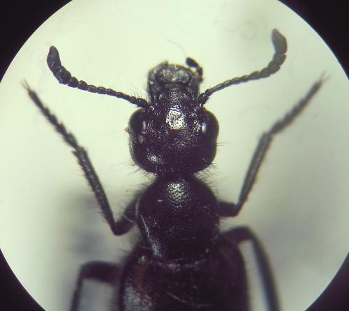 Réf. 296 108 : Mylabris variabilis