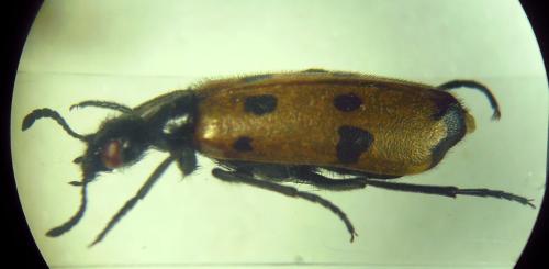 Réf. 296 105 : Mylabris quadripunctata
