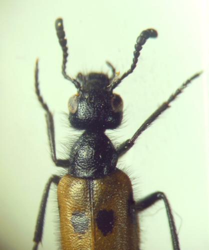 Mylabris neglecta
