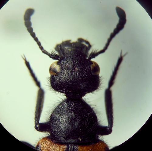 Mylabris tricincta
