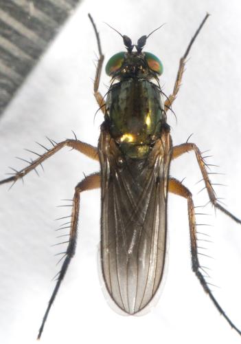 Dolichopus sp.