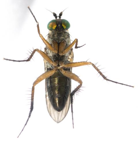 Réf. 296 021 : Dolichopus sp.