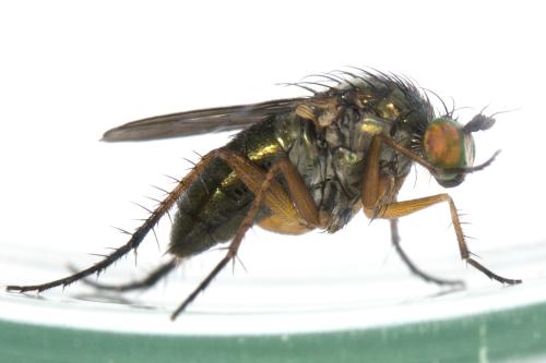 Dolichopus sp.