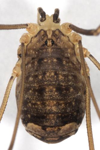 Nelima sp.