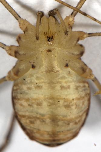 Nelima sp.