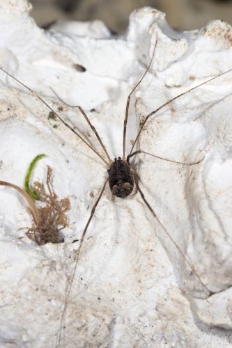 Nelima sp.