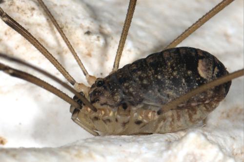 Nelima sp.