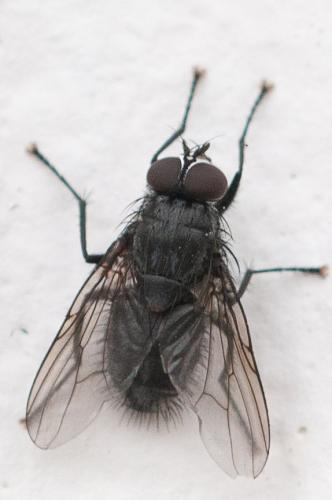 Réf. 296 043 : Muscina levida