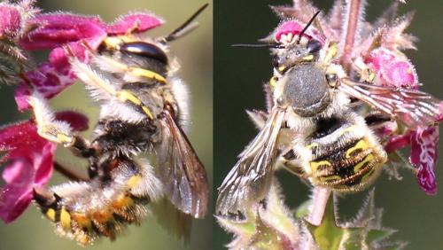Anthidium manicatum