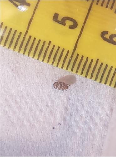 Anthrenus sp.