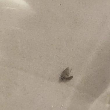 Anthrenus sp.