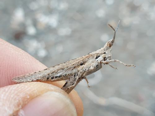 Pyrgomorpha tereticornis