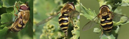 Syrphus vitripennis