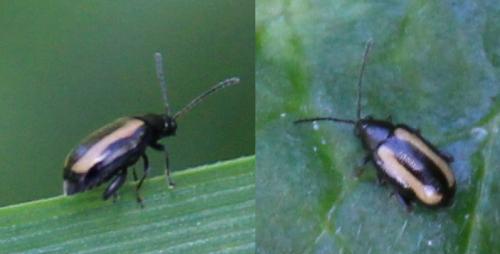 Réf. 296 269 : Phyllotreta sp.