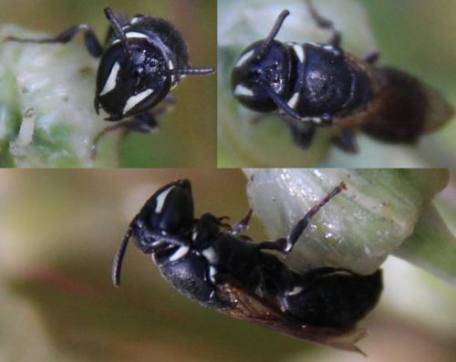 Hylaeus sp.