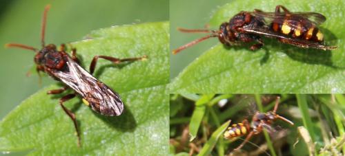 Nomada sp.