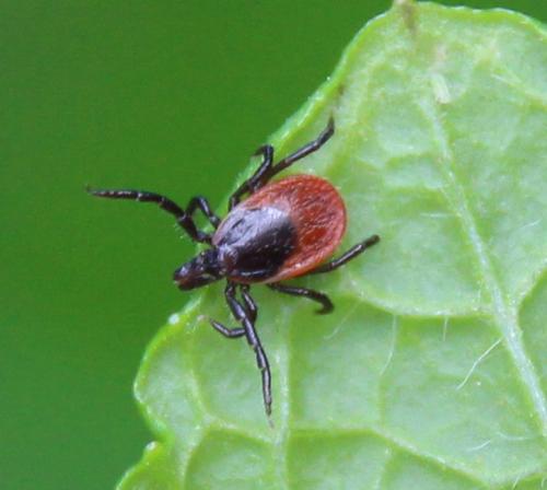 Réf. 296 249 : Ixodes sp.