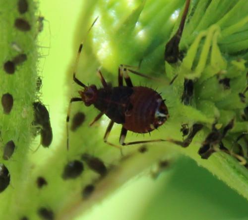 Réf. 296 278 : Deraeocoris ruber