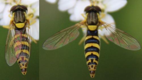 Sphaerophoria sp.