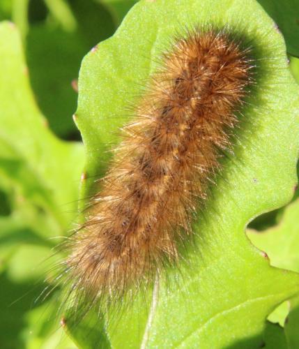 Phragmatobia fuliginosa