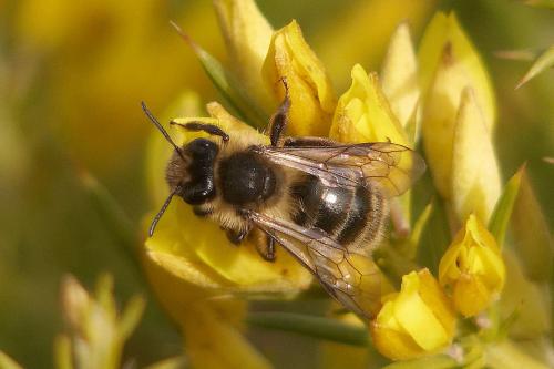 Réf. 296 639 : Andrena sp.