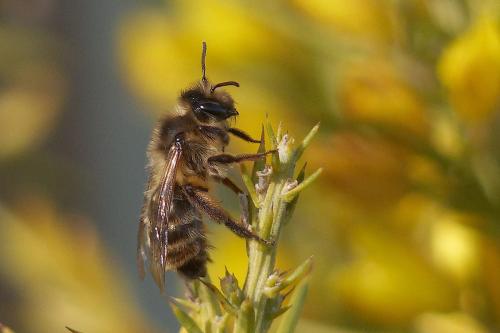 Réf. 296 640 : Andrena sp.
