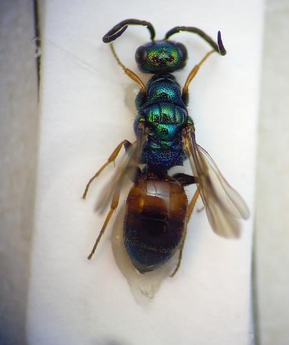 Réf. 296 559 : Cleptes nitidulus