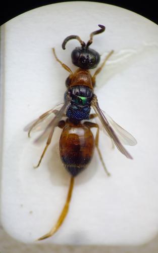 Réf. 296 560 : Cleptes nitidulus