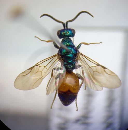 Réf. 296 584 : Cleptes striatipleuris