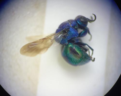 Réf. 296 607 : Pseudomalus cupratus