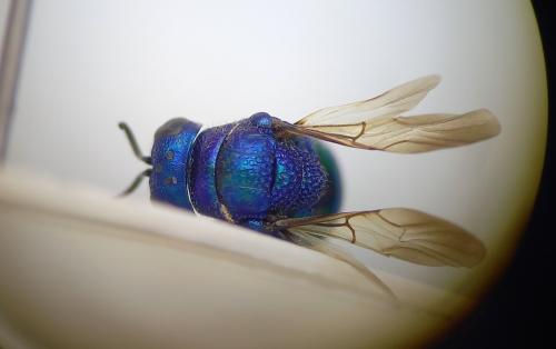 Pseudomalus cupratus