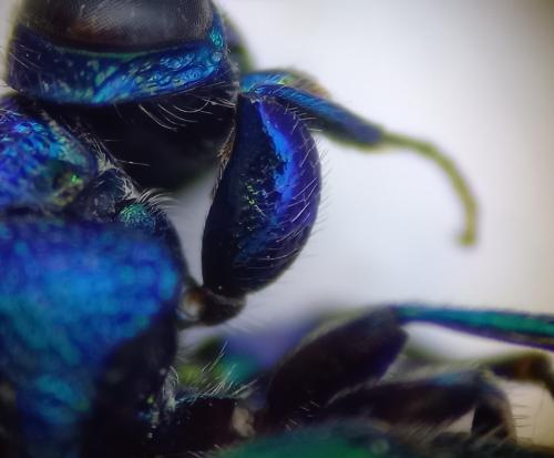 Pseudomalus cupratus