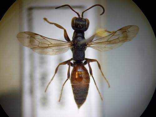 Didineis lunicornis