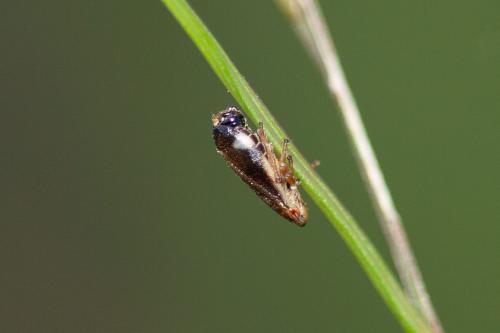 Neophilaenus sp.