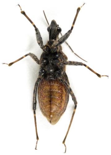 Réf. 296 152 : Coranus kerzhneri