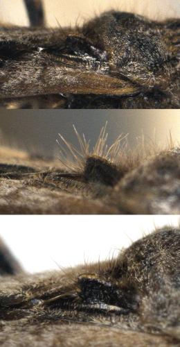 Réf. 296 289 : Coranus kerzhneri