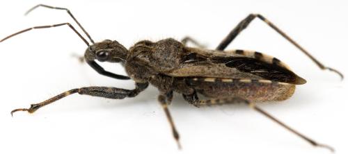 Réf. 296 151 : Coranus kerzhneri