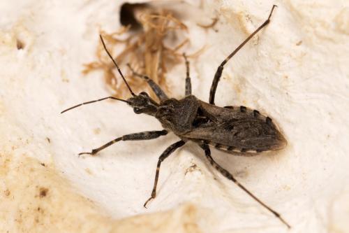 Réf. 296 150 : Coranus kerzhneri